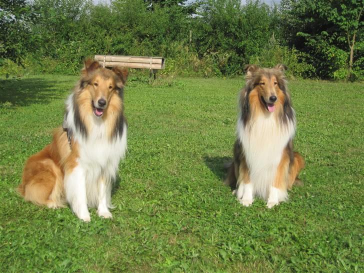 Collie langhåret Lassies American Fellow (Himmelhund) - Fellow og farmand Cody billede 9