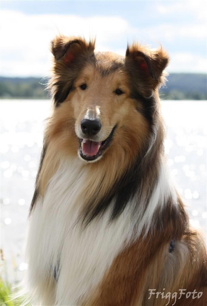 Collie langhåret Lassies American Fellow (Himmelhund) - Ry, Juni 2010 billede 10
