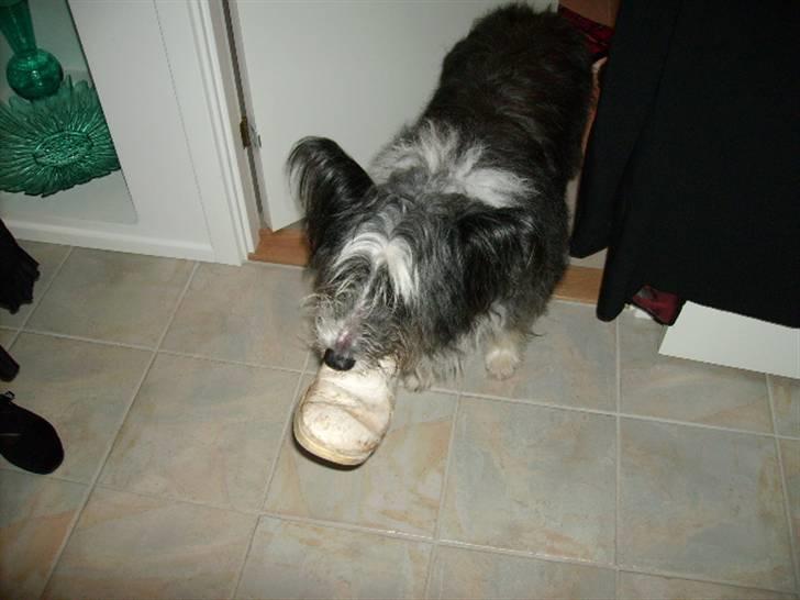 Blanding af racer Chiki  - Hendes sidste nytårs aften ;) billede 1