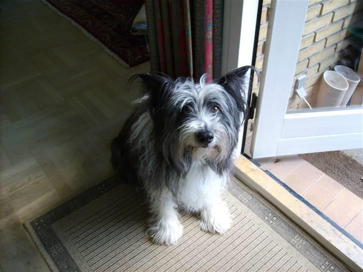 Blanding af racer Chiki  - En dejlig mus :) billede 2