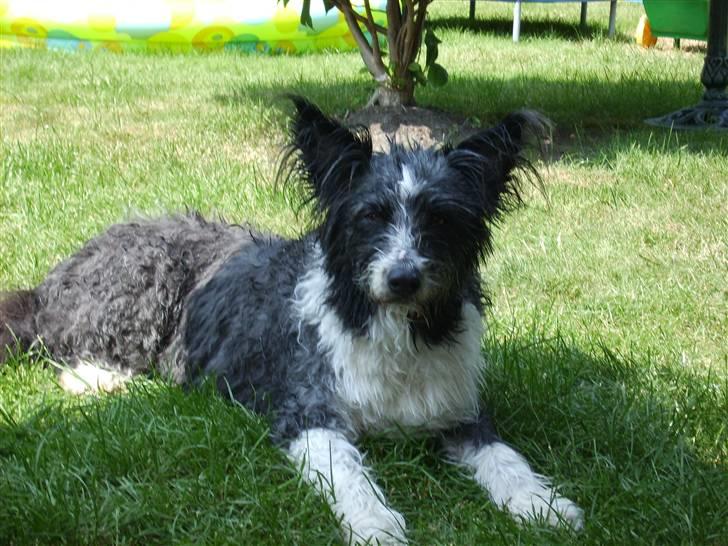 Blanding af racer Chiki  - Hun er lige blevet sommer-klippet af far :D og har fået lidt vand :D billede 3