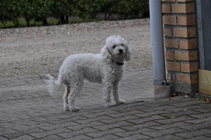 Dværgpuddel Lady - <3 billede 11