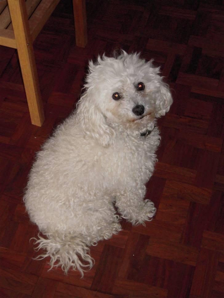 Dværgpuddel Lady - <3 billede 12