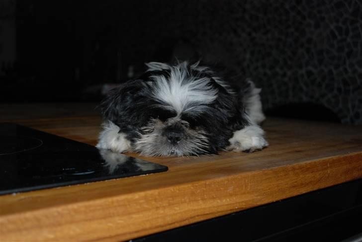 Shih tzu Ludwig billede 18