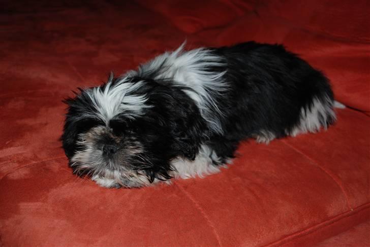 Shih tzu Ludwig billede 14