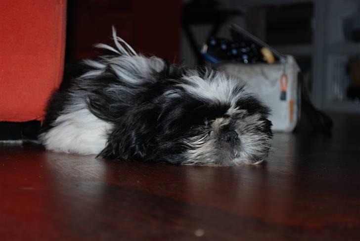 Shih tzu Ludwig billede 20