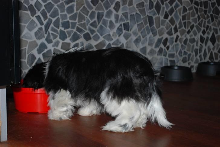 Shih tzu Ludwig billede 19