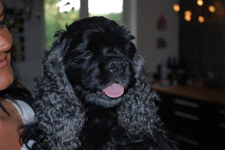 Amerikansk cocker spaniel LADY MALOU. SOV SØDT..... billede 1