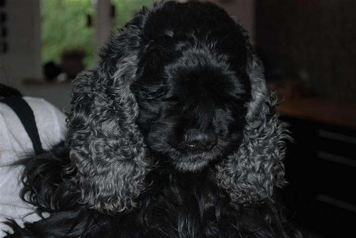 Amerikansk cocker spaniel LADY MALOU. SOV SØDT..... billede 2