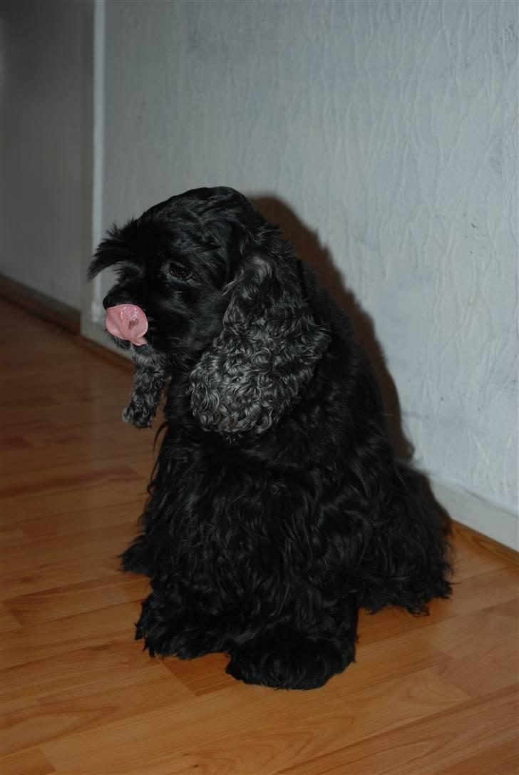 Amerikansk cocker spaniel LADY MALOU. SOV SØDT..... billede 3