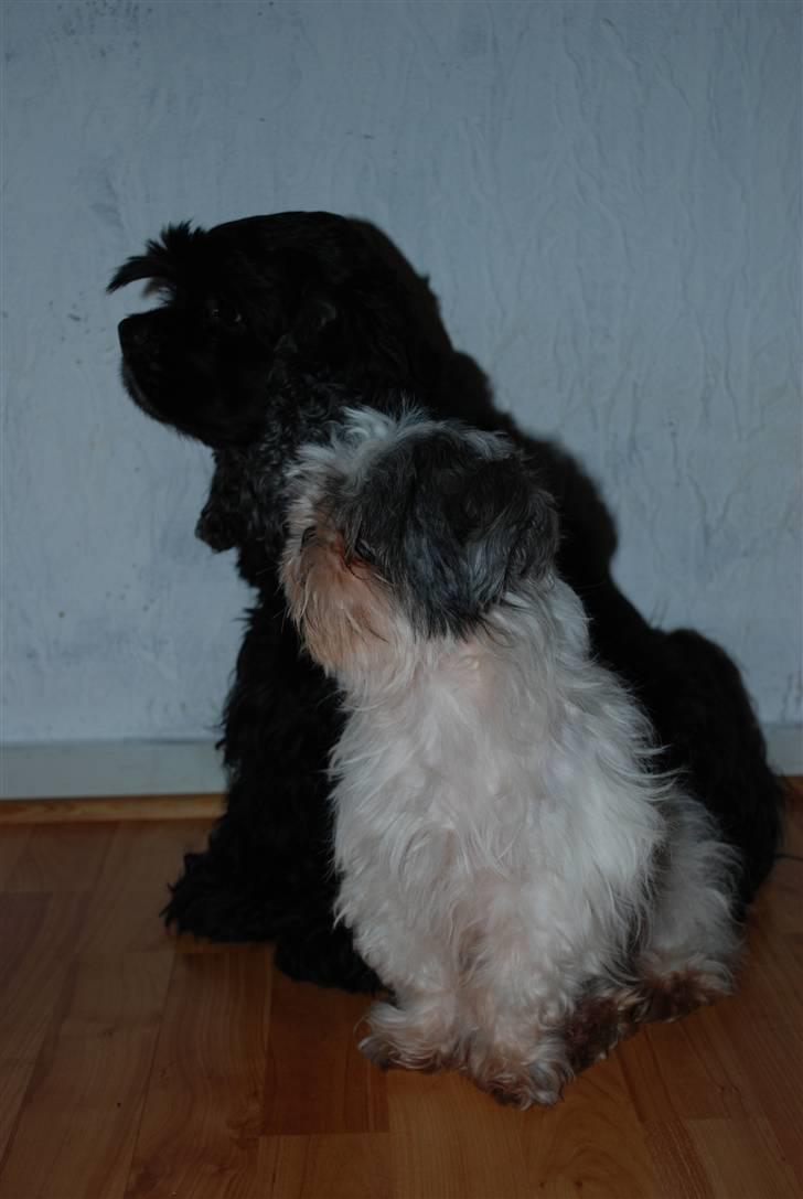 Amerikansk cocker spaniel LADY MALOU. SOV SØDT..... billede 4