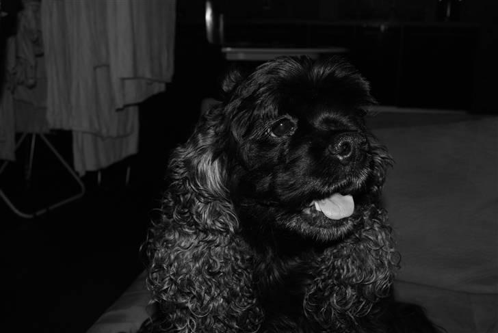 Amerikansk cocker spaniel LADY MALOU. SOV SØDT..... billede 5