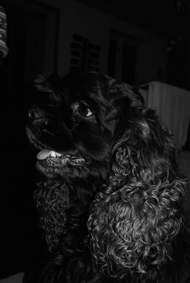 Amerikansk cocker spaniel LADY MALOU. SOV SØDT..... billede 6