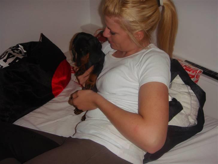 Gravhund teckel's Quite Lucky.<3 billede 7