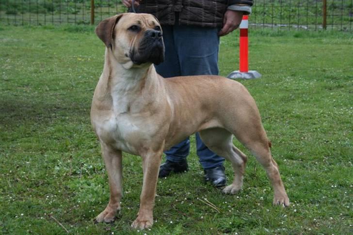 Boerboel Thor Olympia billede 15
