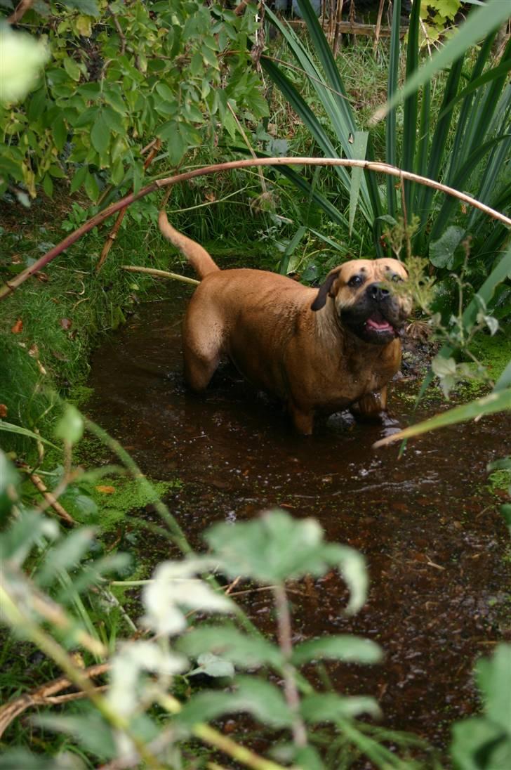 Boerboel Thor Olympia billede 16