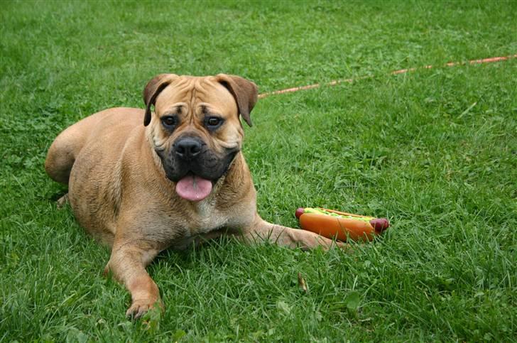 Boerboel Thor Olympia billede 17