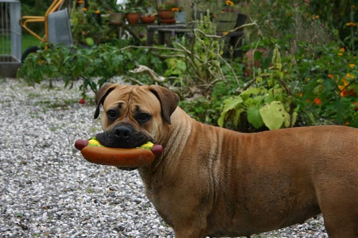 Boerboel Thor Olympia billede 18