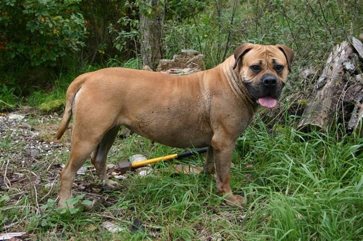 Boerboel Thor Olympia billede 19