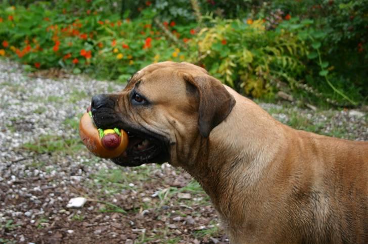 Boerboel Thor Olympia billede 20