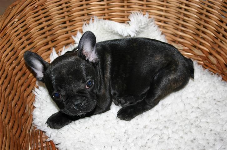 Fransk bulldog Tricki Woo billede 13