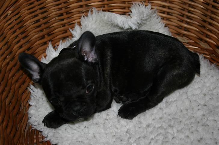 Fransk bulldog Tricki Woo billede 14