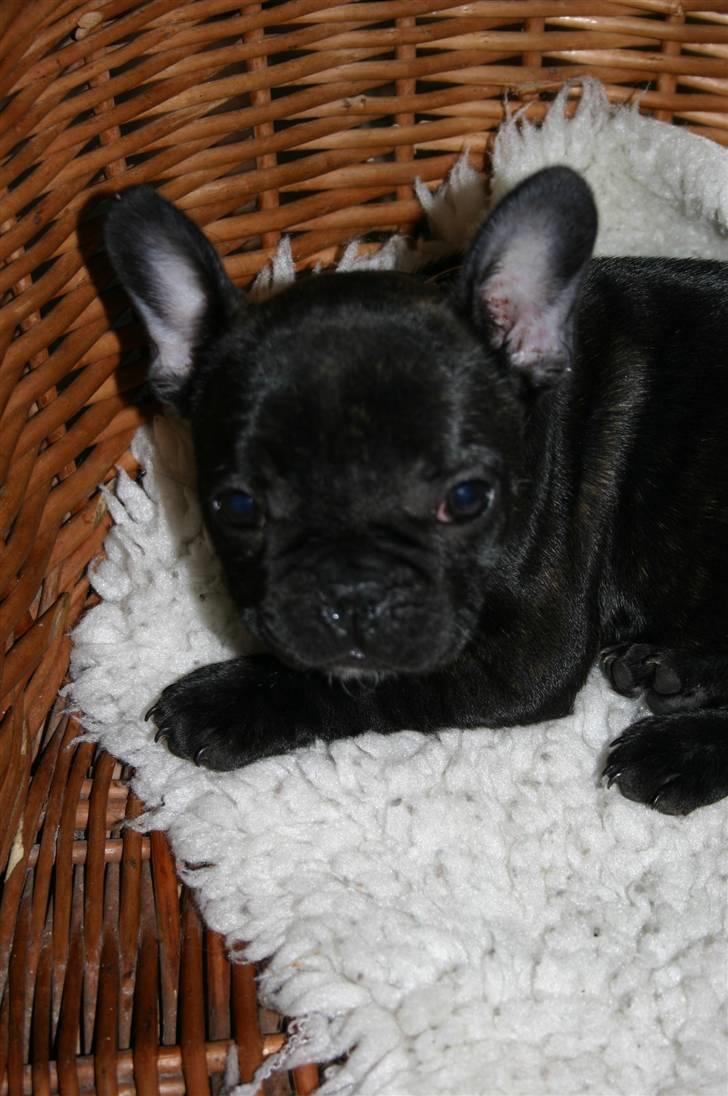 Fransk bulldog Tricki Woo billede 15