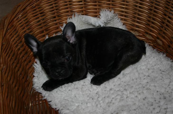 Fransk bulldog Tricki Woo billede 16