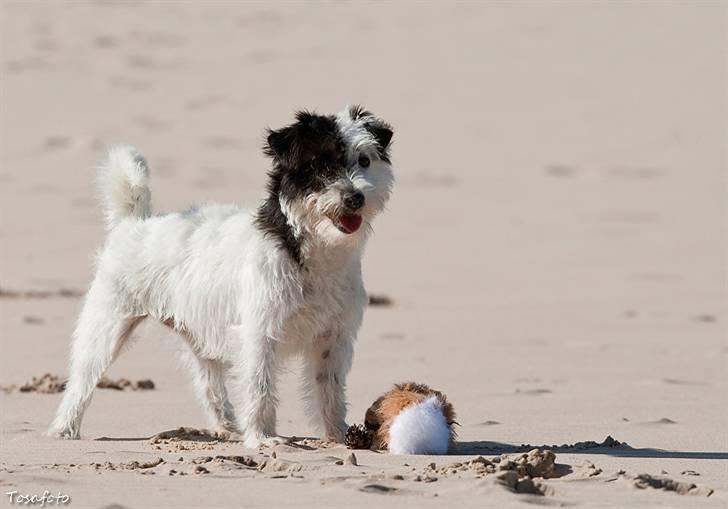 Jack russell terrier Taya R.I.P. :-( billede 16