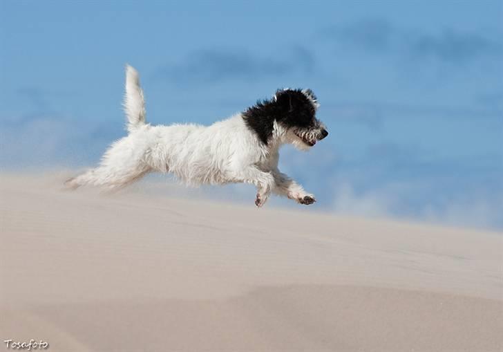 Jack russell terrier Taya R.I.P. :-( billede 17