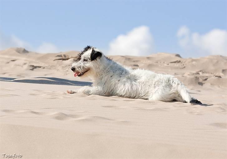 Jack russell terrier Taya R.I.P. :-( billede 18