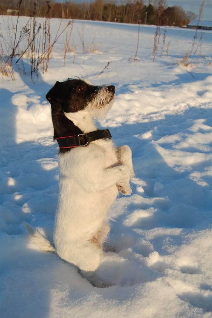 Jack russell terrier Taya R.I.P. :-( - Taya 2010 (2,5 år) billede 19