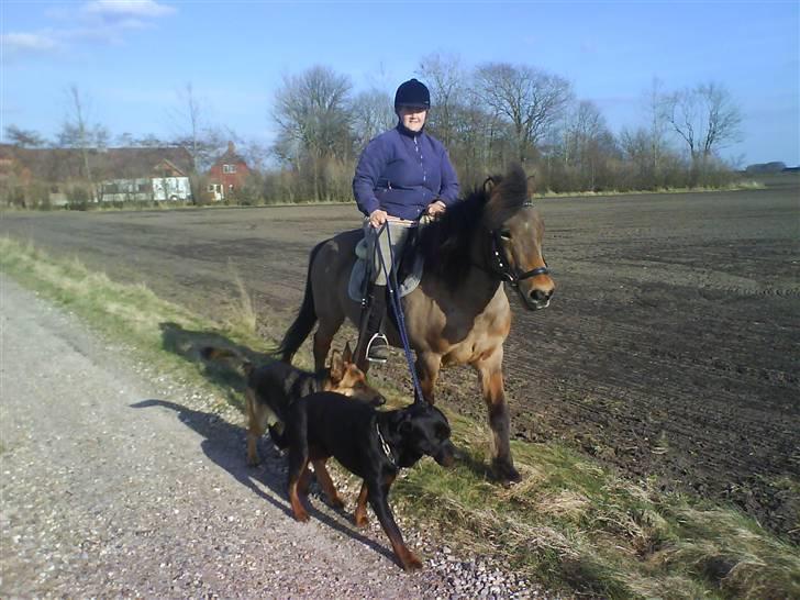 Rottweiler tais mega savnet - elsker og komme med på ride tur. billede 2