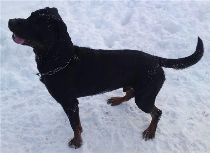 Rottweiler tais mega savnet billede 3