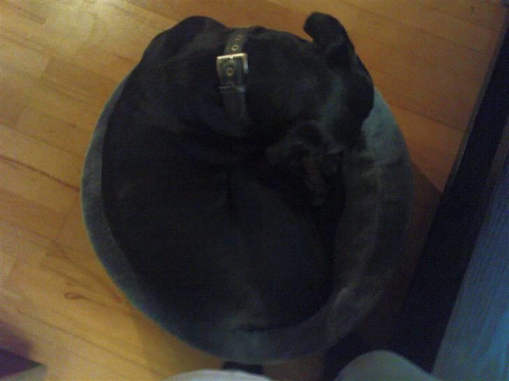 Rottweiler tais mega savnet billede 4