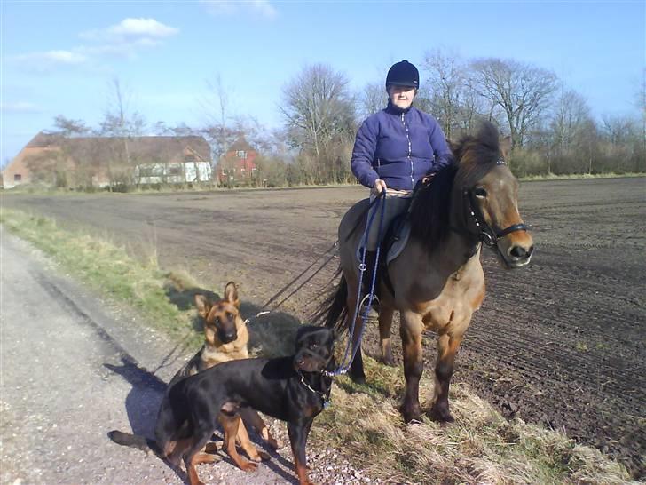 Rottweiler tais mega savnet billede 5