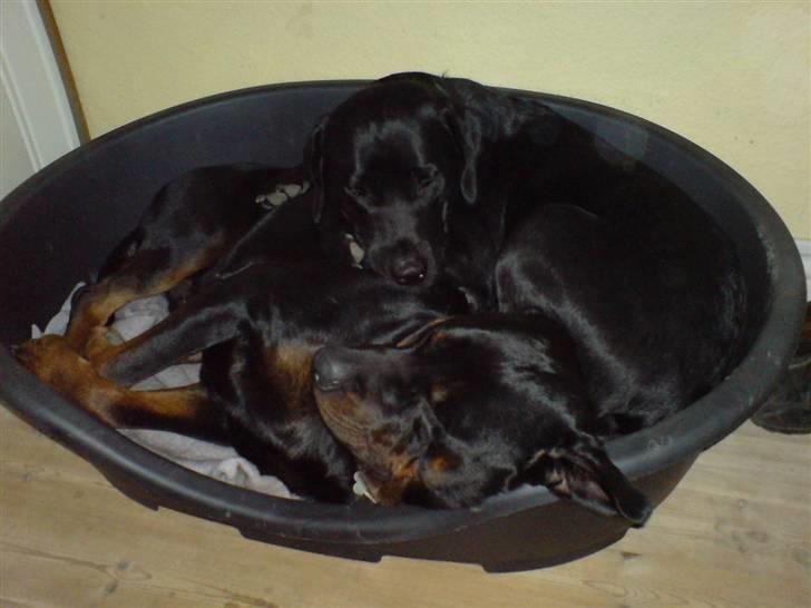 Rottweiler tais mega savnet billede 6