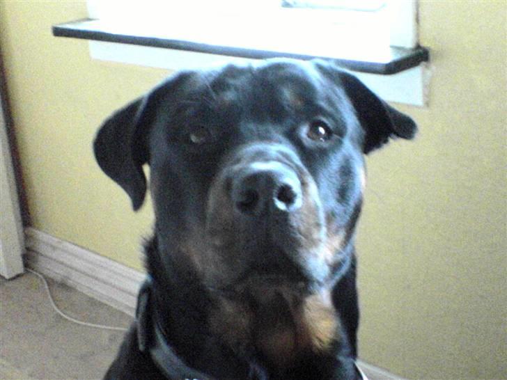 Rottweiler tais mega savnet billede 7