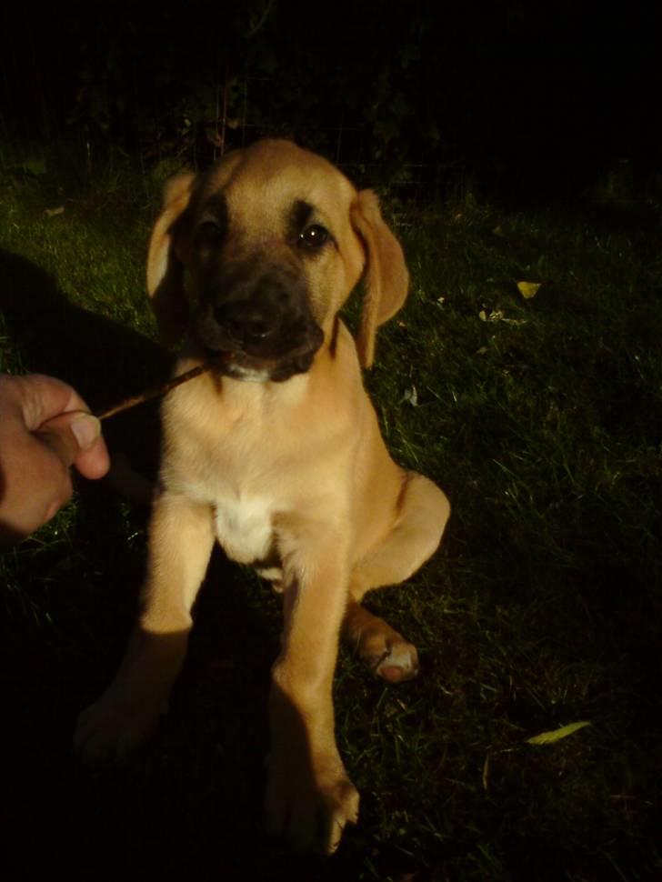 Broholmer Thor billede 1