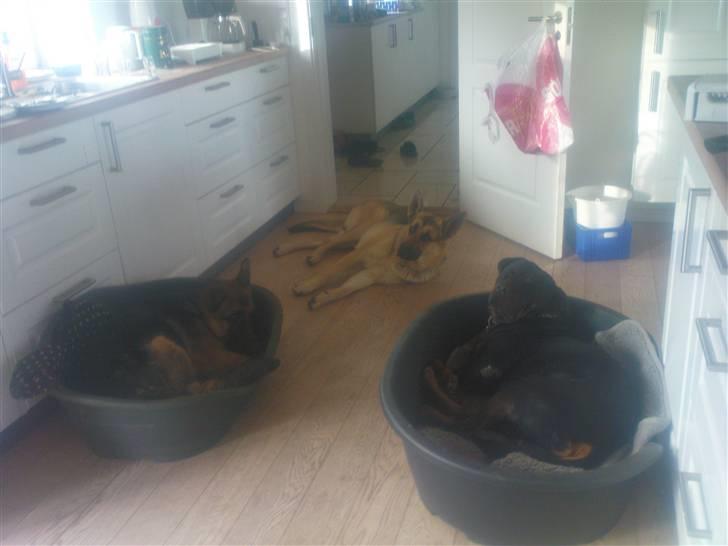 Rottweiler tais mega savnet billede 8