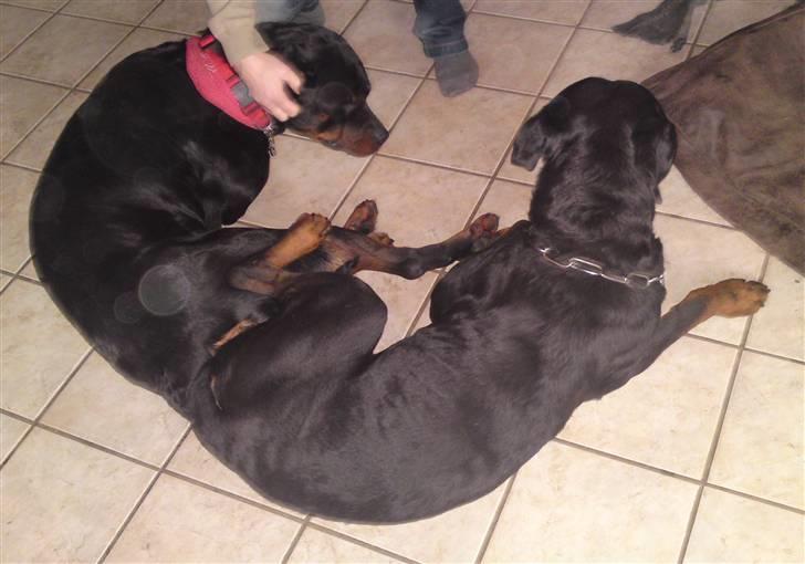 Rottweiler tais mega savnet billede 9