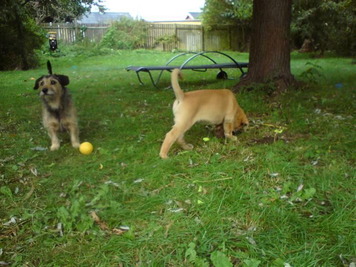 Broholmer Thor billede 2