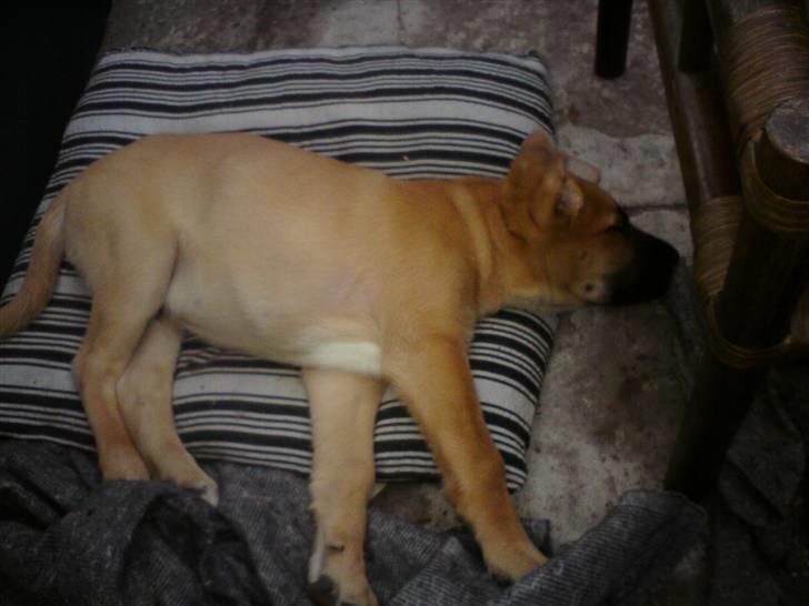 Broholmer Thor billede 3