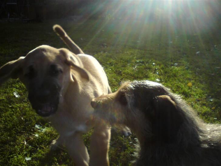 Broholmer Thor billede 4