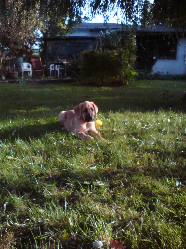 Broholmer Thor billede 5