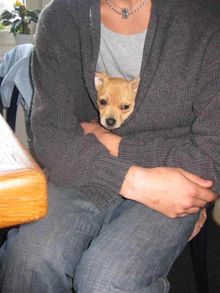 Blanding af racer Peanut   RIP. billede 16