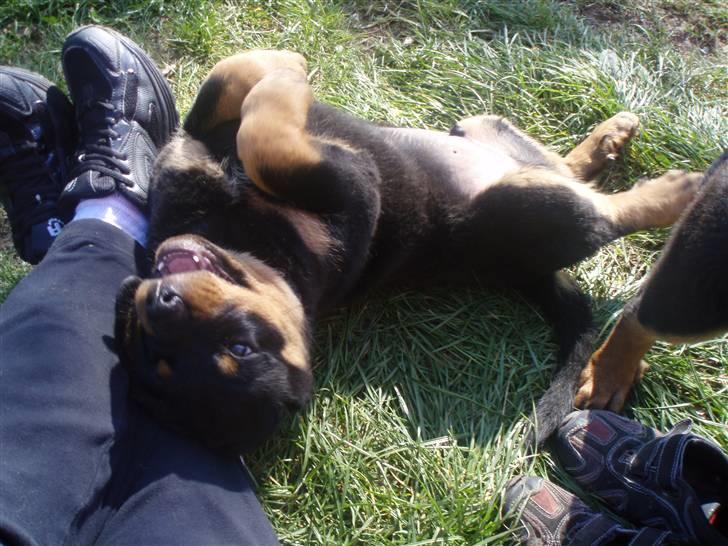 Rottweiler King *Solgt* :( billede 1