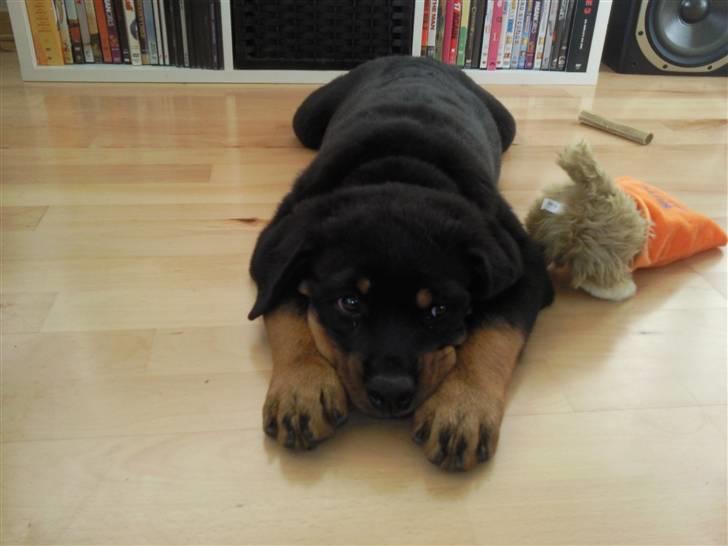 Rottweiler King *Solgt* :( billede 2