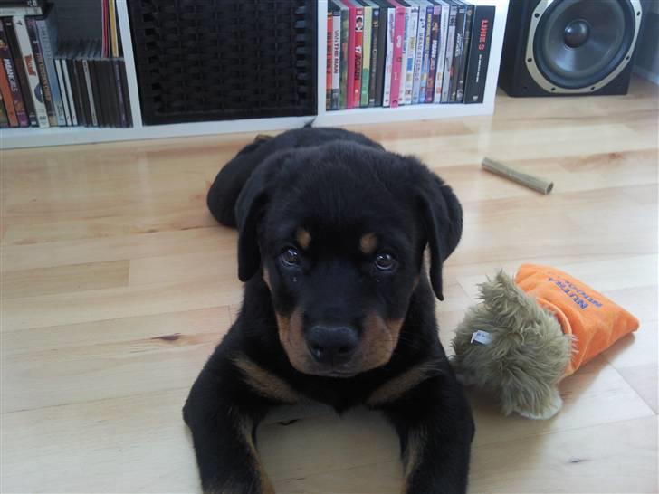 Rottweiler King *Solgt* :( - Er jeg ikk bare kær ? :) billede 3