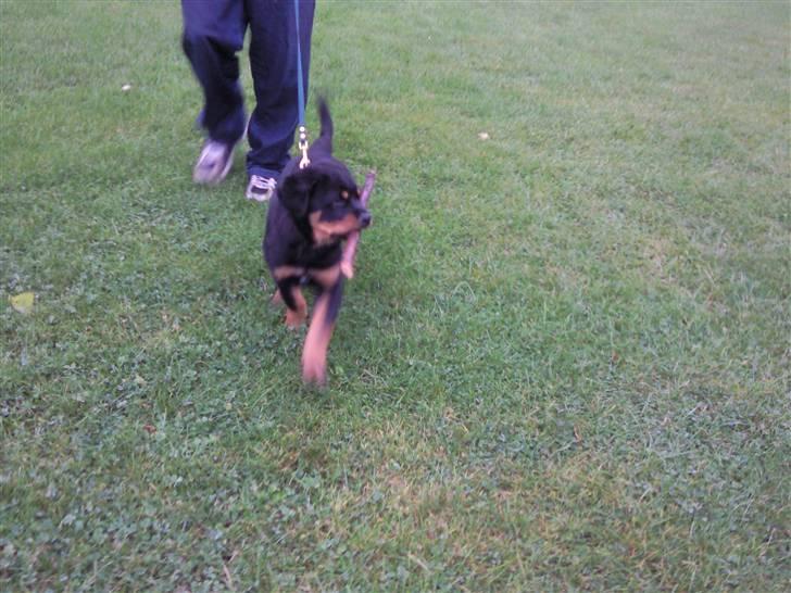 Rottweiler King *Solgt* :( - Haha ! i må ikk få min pind :) billede 4